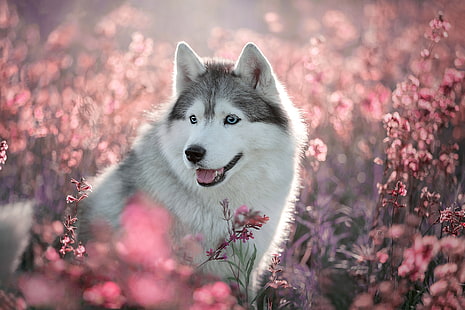 Собаки, Хаски, Собака, Цветок, Домашнее животное, HD обои HD wallpaper