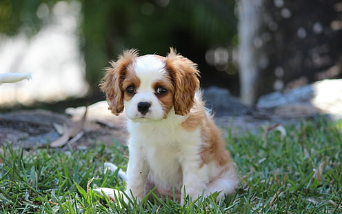Dog, puppy, grass, white and red cavalier king charles spaniel puppy, grass, puppy, dog, HD wallpaper HD wallpaper