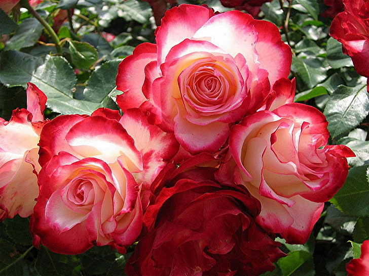 Hermosas rosas rojas flores HD fondos de pantalla descarga gratuita |  Wallpaperbetter