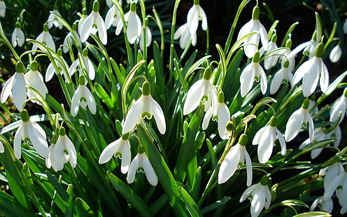 fleur blanche, perce-neige, fleurs, herbes, printemps, primevères, Fond d'écran HD HD wallpaper