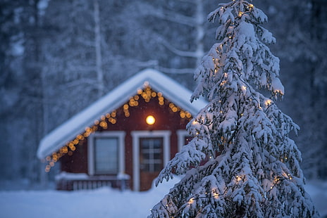 Laponia, Finlandia, sosna pokryta śniegiem, zima, dom, jodła, Finlandia, girlanda, Laponia, Tapety HD HD wallpaper