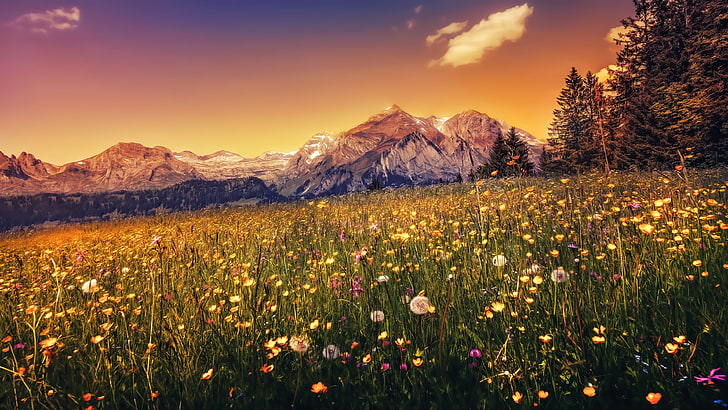 flower field, landscape, nature, mountains, sunset, panoramas, sunlight, HD wallpaper