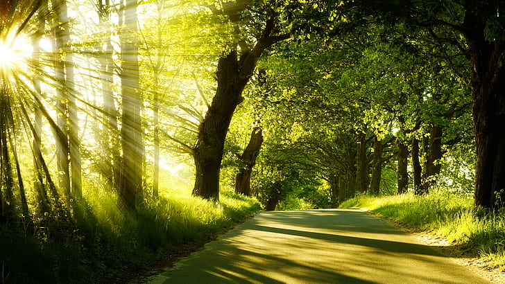 road, nature, sunlight, trees, landscape, sun rays, green, HD wallpaper