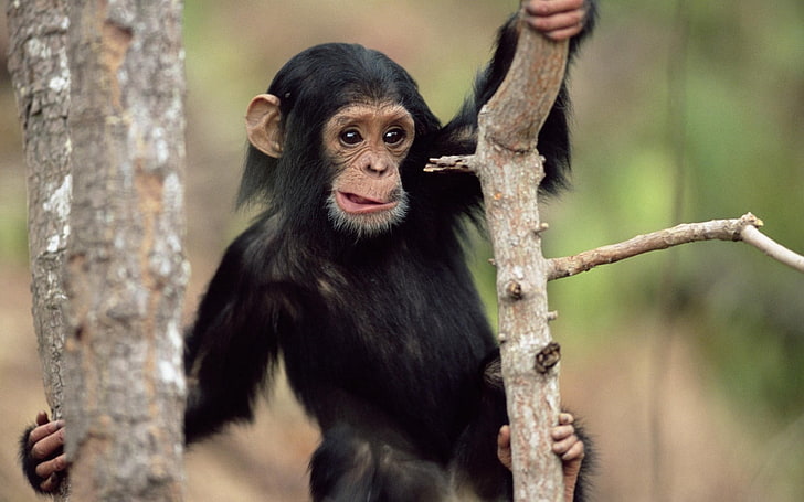 black monkey, animals, monkey, baby animals, chimpanzees, HD wallpaper