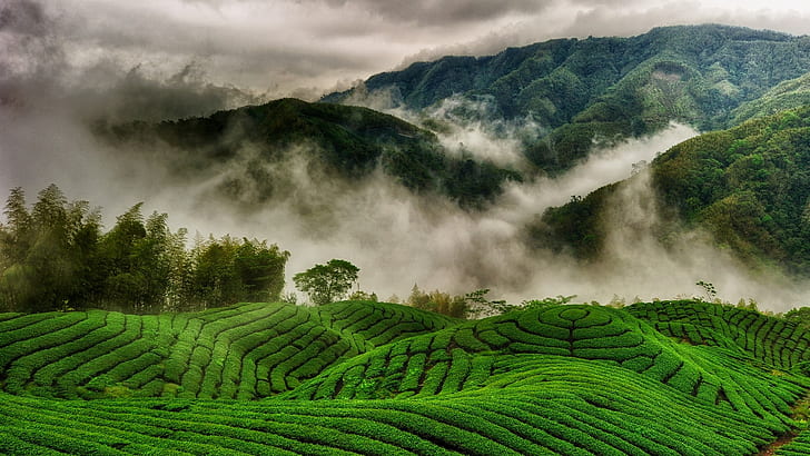 tea plantation, HD wallpaper