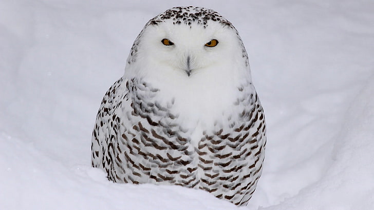 owl, snowy owl, bubo scandiacus, bubo, snow, white owl, white, HD wallpaper