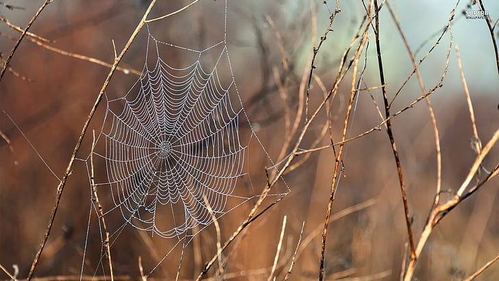Natur, Tiere, Spinnweben, HD-Hintergrundbild