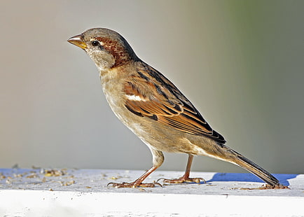 house sparrow bird, Autumn, Sparrow  house, house sparrow, bird, sparrows, closeup, feathers, feather, animal, nature, wildlife, sparrow, beak, outdoors, HD wallpaper HD wallpaper