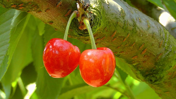 bing, branch, cherries, cherry, fruit, fruit tree, fruity, healthy, nature, pair, red, summer, sweet, sweet cherry, the fruits of the, tree, two, HD wallpaper