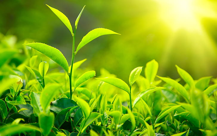 Foglie di tè verdi fresche, luce solare, fresca, verde, tè, foglie, luce solare, Sfondo HD