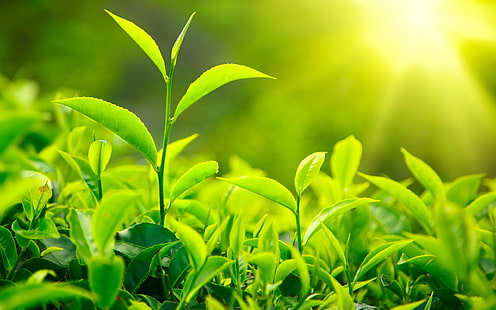 Świeże liście zielonej herbaty, światło słoneczne, świeża, zielona, ​​herbata, liście, światło słoneczne, Tapety HD HD wallpaper