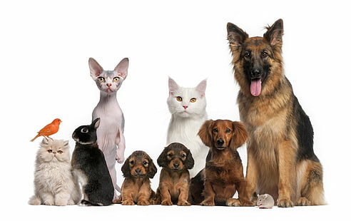 Animale, gatto e cane, animale bambino, uccello, gatto, carino, cane, gattino, cucciolo, coniglio, Sfondo HD HD wallpaper