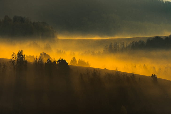 nature, landscape, mist, trees, hills, morning, sunlight, forest, deer, Slovakia, HD wallpaper