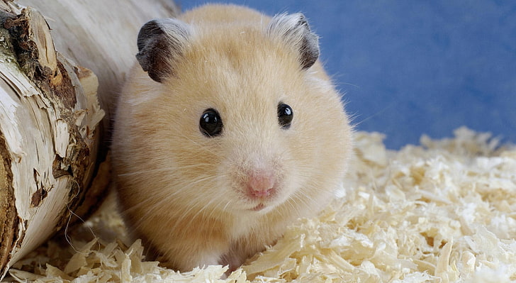 Goldhamster Mesocricetus Auratus, weißer und brauner Hamster, Tiere, Haustiere, Goldhamster, Mesocricetus, Auratus, HD-Hintergrundbild