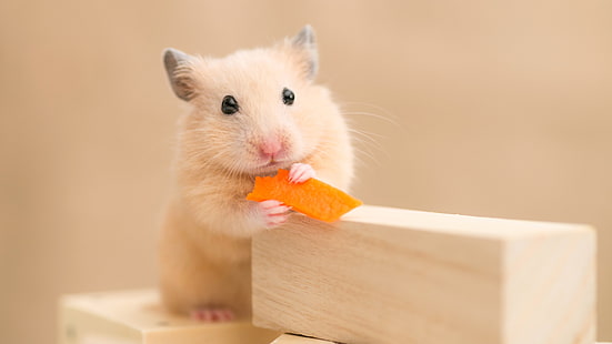 hamster, mammal, eat, cute, pet, rodent, whiskers, HD wallpaper HD wallpaper