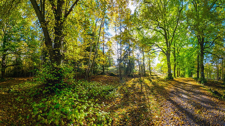 woodland, forest trail, ecosystem, forest path, forest, path, autumn, deciduous, sunlight, HD wallpaper