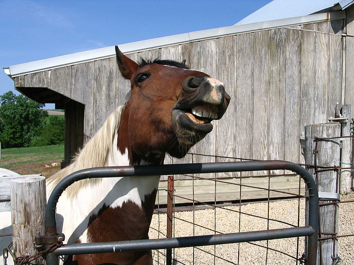 The Awsome Horse, horses, funny, cute, animals, HD wallpaper