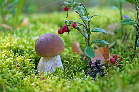 berries, boletus, close-up, cranberries, moss, mushroom, white, HD wallpaper HD wallpaper