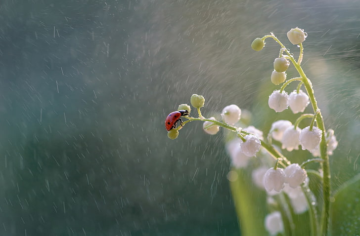 macro, flowers, rain, ladybug, beetle, insect, lilies of the valley, HD wallpaper