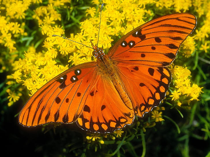 untitled butterflies HD, tiere, schmetterling, schmetterlinge, HD-Hintergrundbild