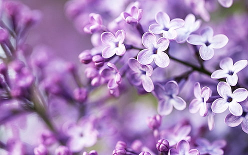 Fotografía de enfoque selectivo de flor rosa, flores, púrpura, borrosa, lila, flores de color púrpura, violeta, Fondo de pantalla HD HD wallpaper
