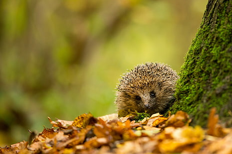 animals, hedgehog, HD wallpaper HD wallpaper