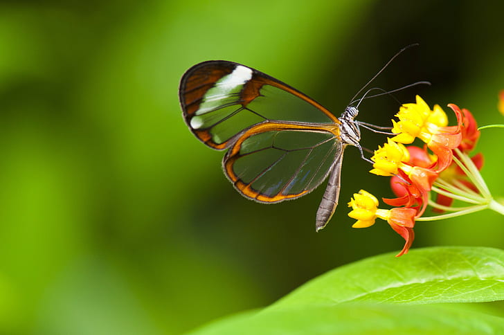 Motyl owad na kwiatku, motyl, owad, kwiaty, s, Tapety HD