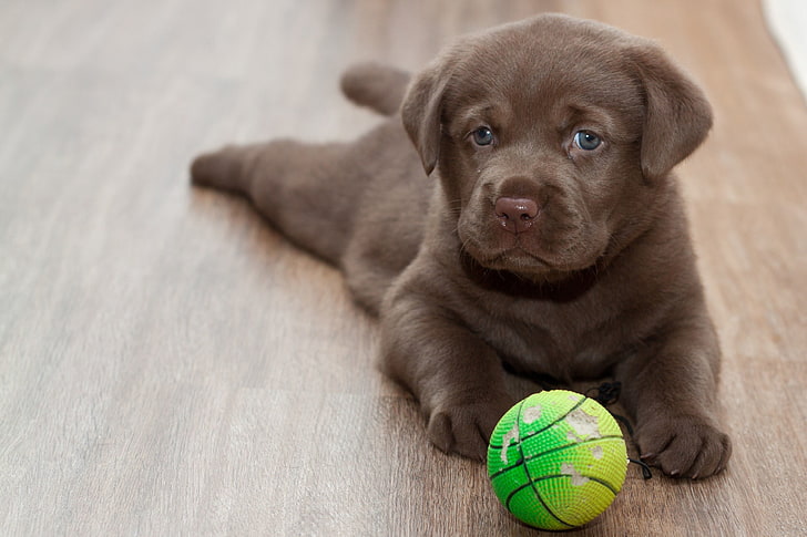 choklad Labrador retriever valp, labrador, valp, boll, lekfull, HD tapet