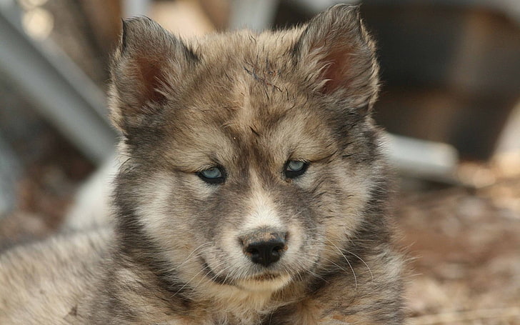 filhote de lobo, husky, filhote de cachorro, manchado, focinho, HD papel de parede
