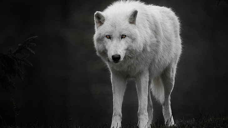 white wolf, wildlife, wolf, canis lupus tundrarum, black and white, monochrome photography, alaskan tundra wolf, HD wallpaper