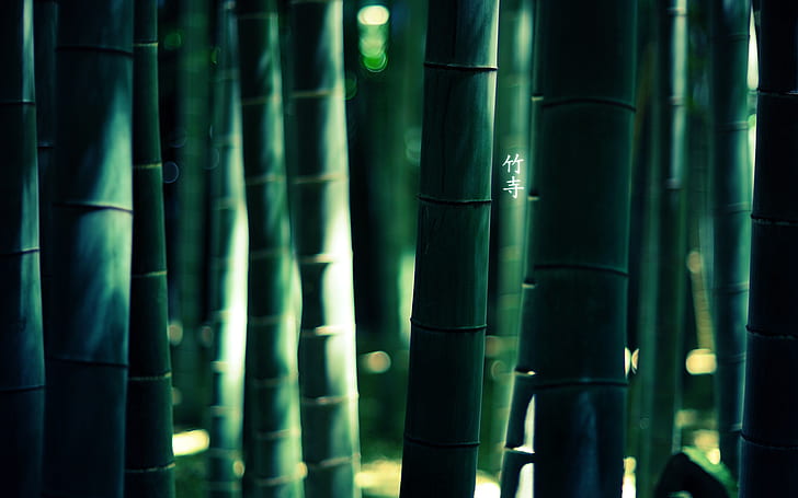 Bamboo HD HD fondos de pantalla descarga gratuita | Wallpaperbetter