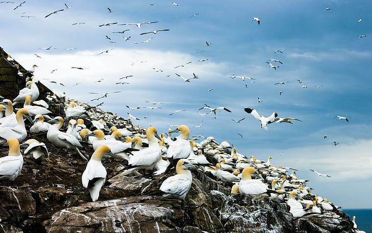 Colony Of Gulls, colony, birds, litters, gulls, rocks, animals, HD wallpaper