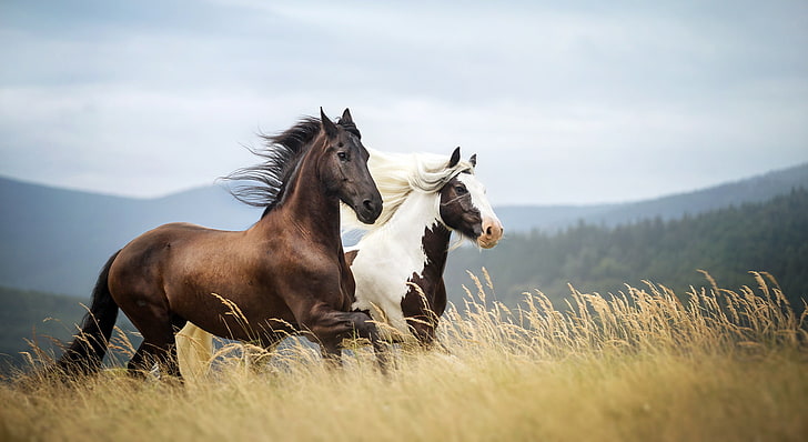 коричневая лошадь, природа, фон, лошади, HD обои