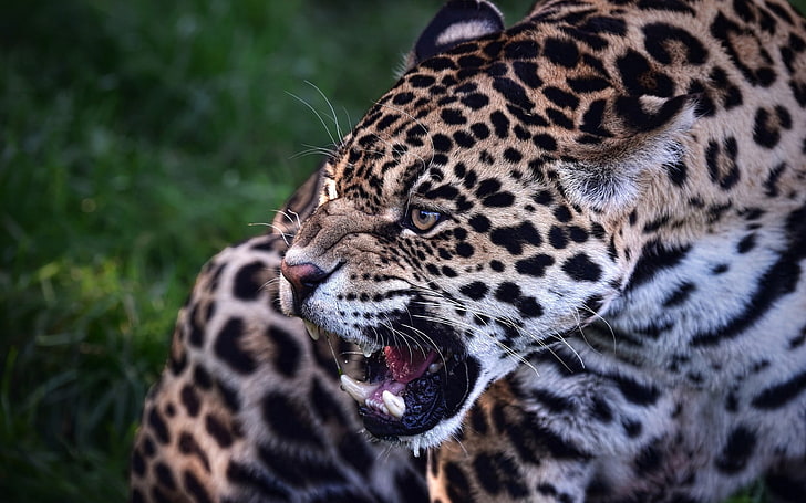 大人のヒョウ ジャガー 捕食者 歯 動物 野生の猫 Hdデスクトップの壁紙 Wallpaperbetter