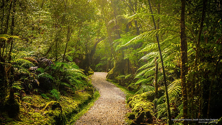 Forêt pluviale tempérée, Île du Sud, Nouvelle-Zélande, Nature, Fond d'écran HD