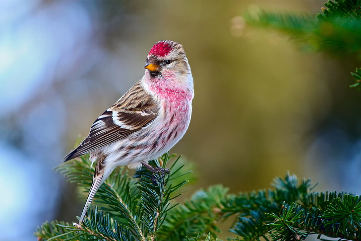 pink and brown short beak bird, branches, background, bird, tree, bokeh, Tap dance, HD wallpaper