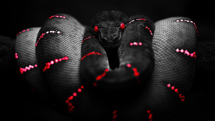 black and red python, snake, red, black, selective coloring, reptiles, Boa constrictor, animals, digital art, HD wallpaper