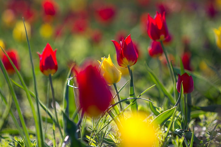 Flowers tulips, yellow and red tulips, flowers, tulips, spring, HD wallpaper