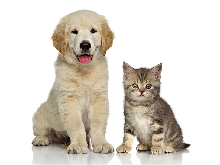 Animal, Cat and Dog, Baby Animal, Cat, Cute, Dog, Golden Retriever, Kitten, Puppy, HD wallpaper