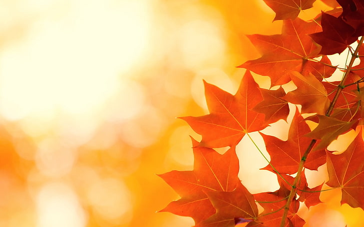 주황색 단풍, 가을, 잎, 밝기, HD 배경 화면