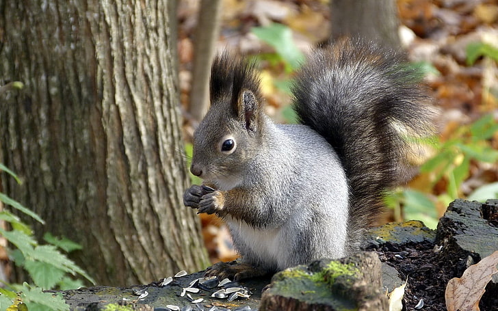 gray and black squirrel, squirrel, leaf, tree, autumn, HD wallpaper