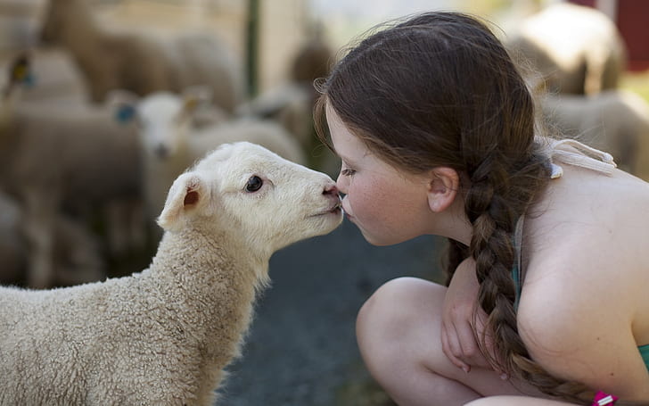 Niña linda, oveja, amistad, linda, pequeña, niña, oveja, amistad, Fondo de pantalla HD