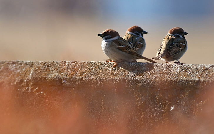 Three Birds Sparrows, three, birds, sparrows, HD wallpaper