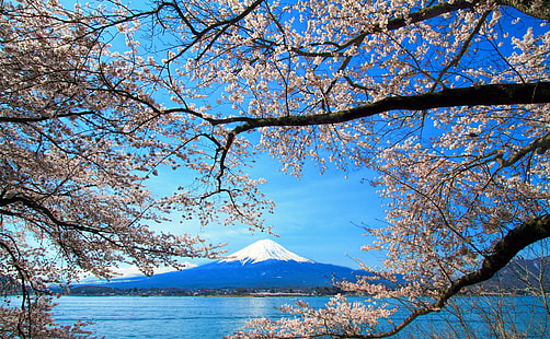 Sakura e Monte Fuji, alberi in fiore di ciliegio, Asia, Giappone, blu, fiore, ciliegia, fiore, Fuji, sakura, Sfondo HD HD wallpaper