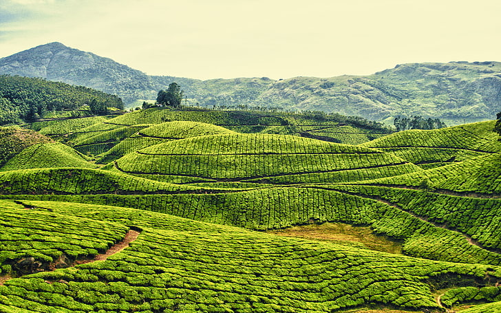 зеленые земли обои, поля, небо, горы, холмы, чай, плантации, HD обои