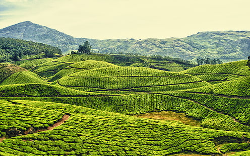 зеленые земли обои, поля, небо, горы, холмы, чай, плантации, HD обои HD wallpaper