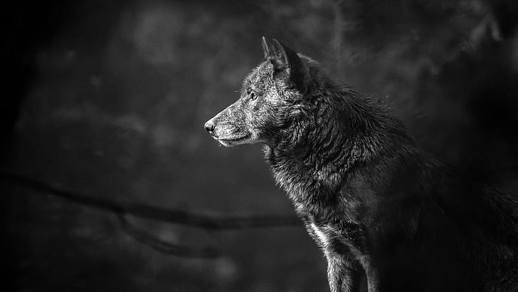 wolf, portrait, predator, black and white, profile, monochrome, HD wallpaper