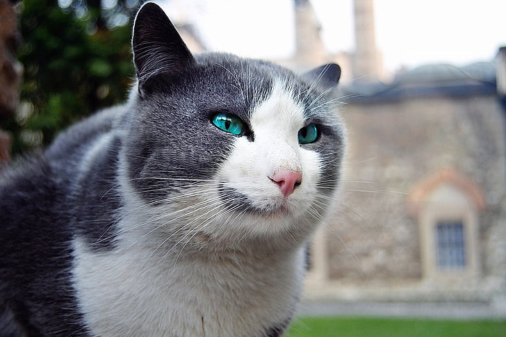 котка, зелени очи, на открито, дълбочина на рязкост, HD тапет