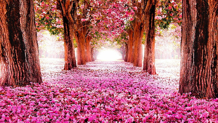 plant, flowering, countryside, grove, flowering plant, blossom, petal, tree, branch, flower carpet, alley, tree alley, spring, flora, nature, flower, pink flowers, HD wallpaper