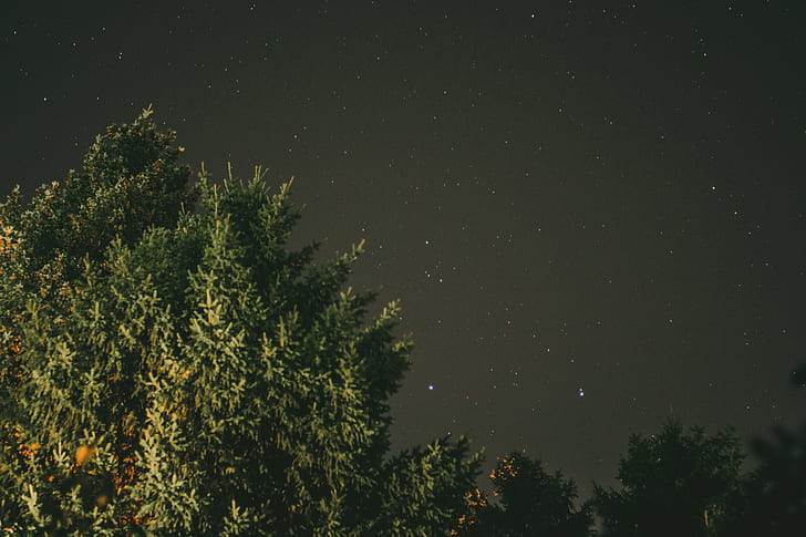الأشجار ، الليل المرصع بالنجوم ، الليل ، الأخضر، خلفية HD